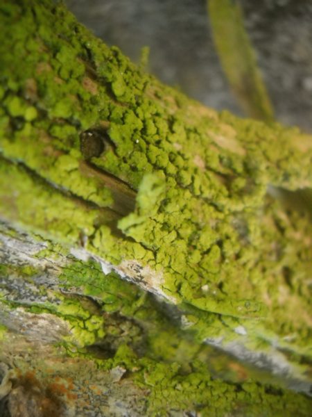 ...su ginepro fenicio